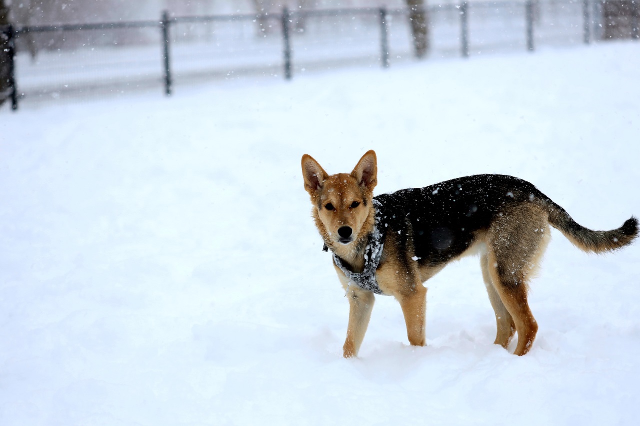 Jak chronić psa przed zimnem na spacerze?