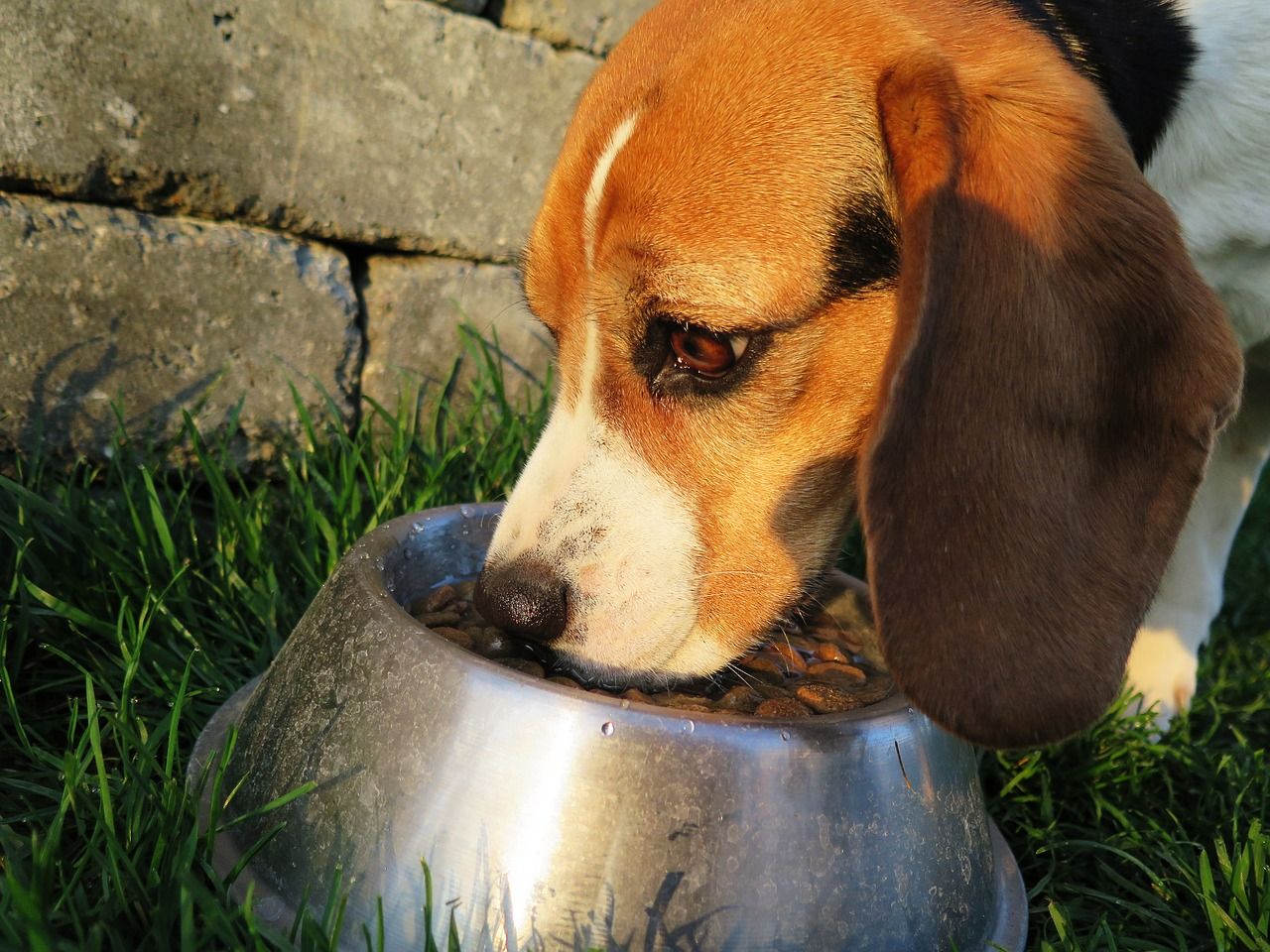 Psia dieta – na jakie produkty postawić?