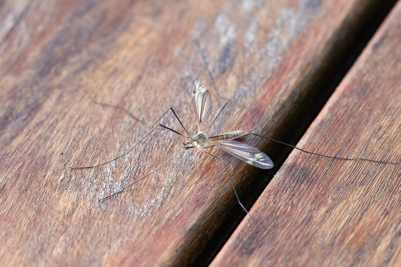 Jakie preparaty skutecznie zwalczą owady w naszym domu?